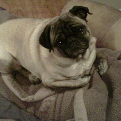 Profile Picture of Stella The Pug (@BC_JimV) on Twitter