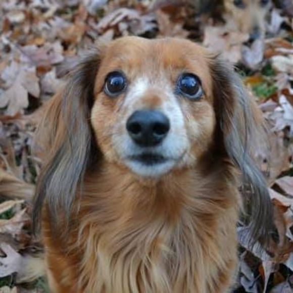 Profile Picture of Tracey Leverty (@traceylev) on Poshmark