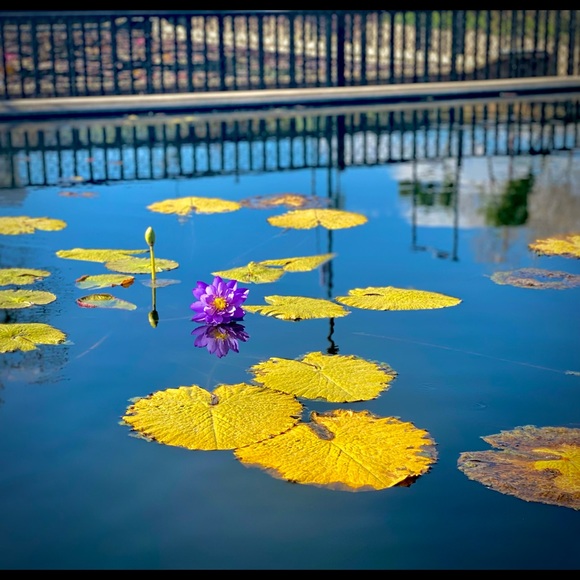 Profile Picture of Olivia Pugh (@op2005) on Poshmark