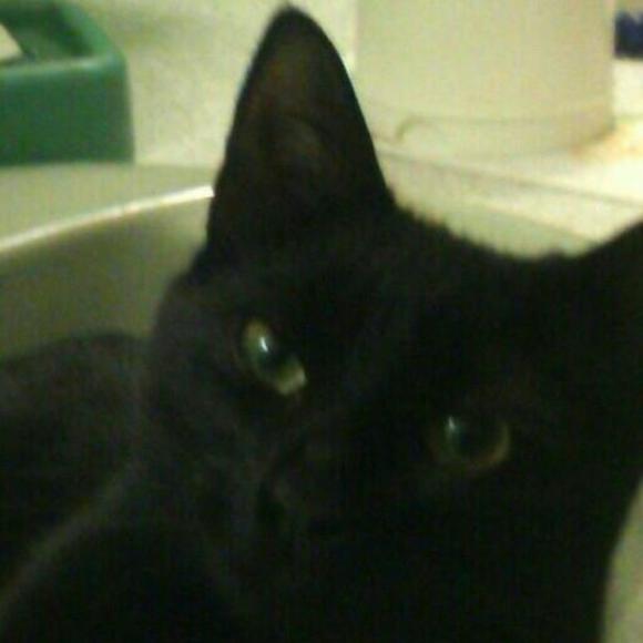 Profile Picture of Lori Papallo (@ljpap) on Poshmark