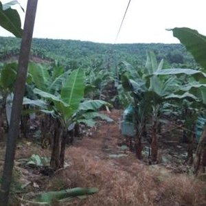 Profile Picture of Aníbal Iván Vélez Vélez (@AnbalIvnVlezVl1) on Twitter