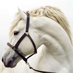 Profile Picture of Horse Spirit (@horsespirit.site) on Instagram