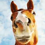 Profile Picture of miranda.shaffer (@miranda.shaffer) on Instagram