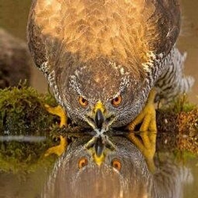 Profile Picture of Ahmed Ali Harfoushon Twitter