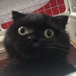 Profile Picture of Sean Yuen (@pang_yuen) on Instagram