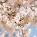 Profile Picture of chulwoo Choi (@chulwooc) on Pinterest