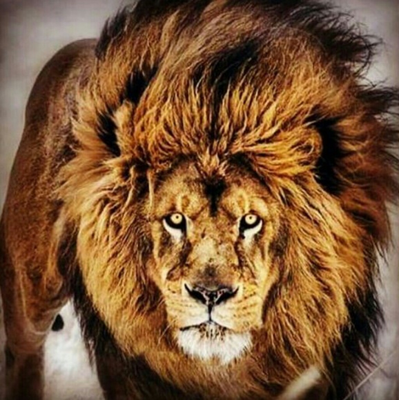 Profile Picture of Doug Taylor (@pitbullkang904) on Poshmark