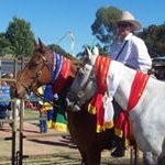 Profile Picture of Bernadette Easton (@eastmore_stockhorses) on Instagram