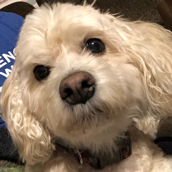 Profile Picture of Tiffany Breidenbach (@tiffb20) on Poshmark