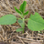 Profile Picture of David Holshouser (@virginina soybean) on Flickr