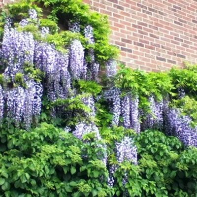 Profile Picture of Chris Hicklin (@deaddonkey9) on Twitter