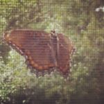 Profile Picture of Armando Jodi Panzer-Vitti (@teamtangerine5) on Instagram