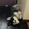 Profile Picture of Patrick Stahl873 (@@banditthesiberianhusky) on Tiktok