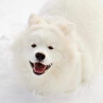 Profile Picture of shane (@coconutricebearfanpage) on Instagram
