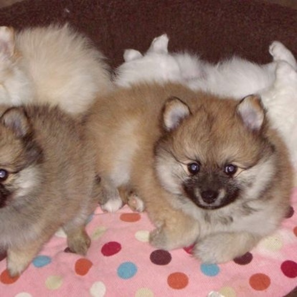 Profile Picture of Karen Saxby (@karensaxby321) on Poshmark