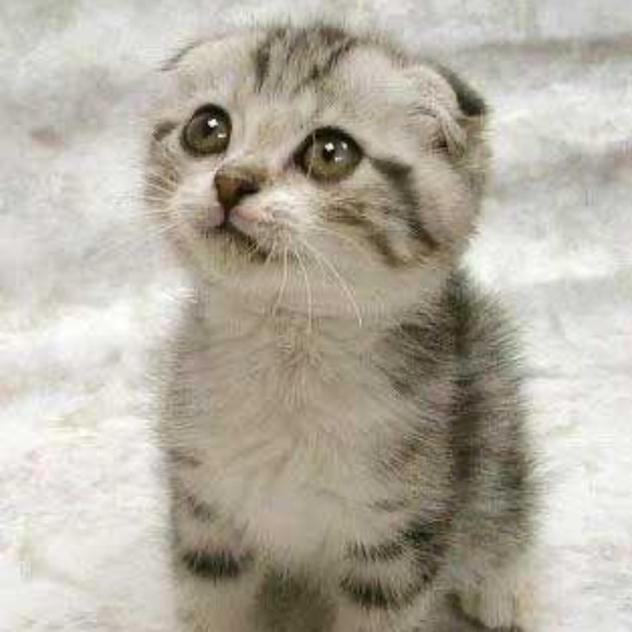 Profile Picture of Kim Rupert (@kim_rupert) on Poshmark