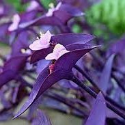 Profile Picture of Randi-Marley-Jones (@RandiMarleyJon1) on Twitter