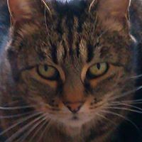 Profile Picture of Denis James Prosser (@denis-james-prosser) on Quora