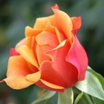 Profile Picture of Andrea Whitney (@rightientag) on Instagram