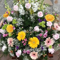 Profile Picture of Ginger Rollins (@ginger-rollins-1) on Quora