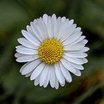 Profile Picture of Thomas Luckmann (@tom luck) on Flickr