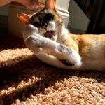 Profile Picture of Maya Craig (@cupcake__maya) on Instagram