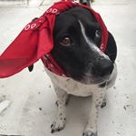 Profile Picture of Amy (@beagle_cockerspaniel_princess) on Instagram