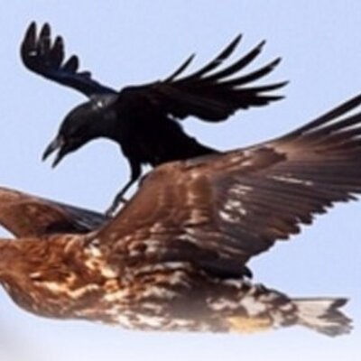 Profile Picture of Baruch Steven J (@jwishconfession) on Twitter