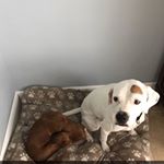Profile Picture of Baxter And Bella (@baxter.bella) on Instagram