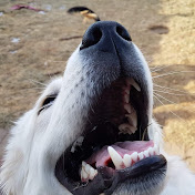 Profile Picture of Doug Welch (@dougwelch7226) on Youtube