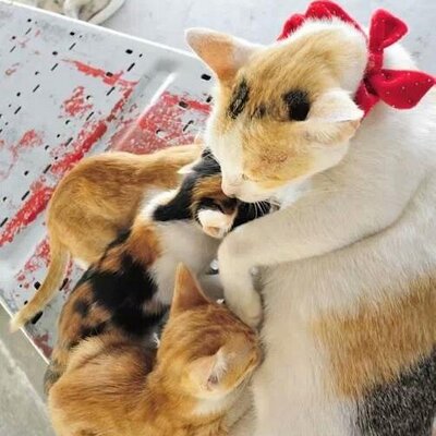 Profile Picture of Anas Kamal (@Anaskamal0) on Twitter