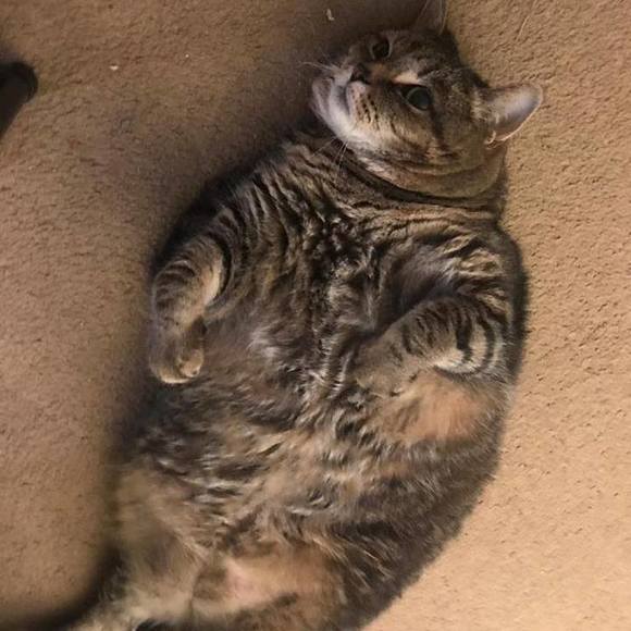 Profile Picture of Ann Pernice (@llamp47) on Poshmark