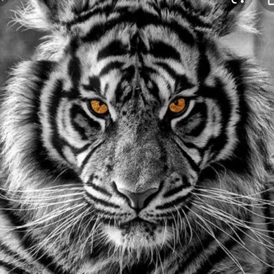 Profile Picture of Sean ☕️ (@KindnWittyStone) on Twitter