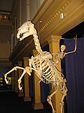 Profile Picture of Skeleton - Wikipediaon Wikipedia