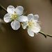 Profile Picture of Yuet Har Ow Yong (@ritaowyong) on Pinterest