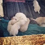 Profile Picture of Sean Mccooey (@sean_og_mccooey) on Instagram