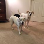 Kate Bowers - Instagram Profile Picture of Kate Bowers (@neverendingstoriesanimals) on Instagram