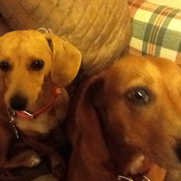 Profile Picture of Cyndi Lindenmeyer (@cyndeann) on Poshmark