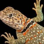 Profile Picture of Gordon Rhodes 719 (@jacquekosarskishfd2j1) on Instagram