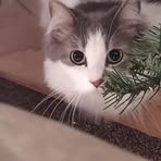 Profile Picture of Lorelei Salazar (@Lorelei-Salazar) on Facebook