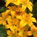 Profile Picture of Nancy Hummel (@nancyhum1) on Pinterest