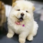 Profile Picture of yuan yuan baby chow (@yuan_yuan_the_chow) on Instagram