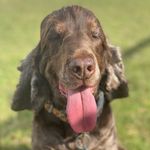 Profile Picture of James Gough (@naturaldoggytreatsaustralia) on Instagram