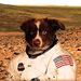 Profile Picture of Caleb Maxwell (@calebm0935) on Pinterest