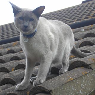 Profile Picture of Pat Pullen (@pat.pullen.3) on Facebook