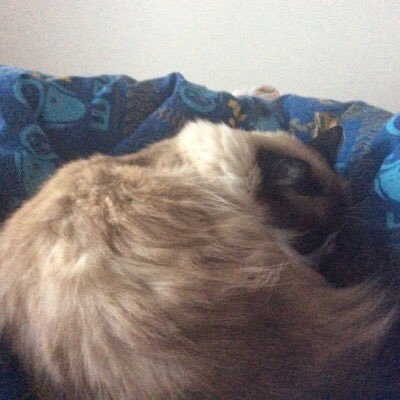 Profile Picture of Kevin Saiz (@kevinsaiz05) on Twitter