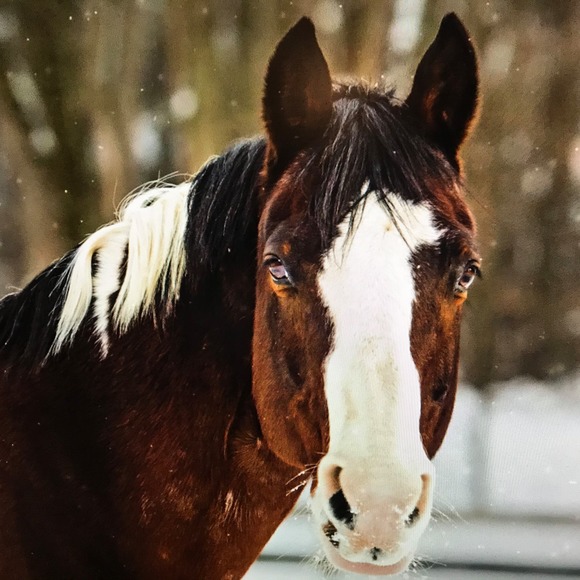 Profile Picture of Nan Samela (@nansamela) on Poshmark