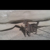 Lacey Robins - Youtube Profile Picture of Lacey Robins (@laceyrobins7917) on Youtube