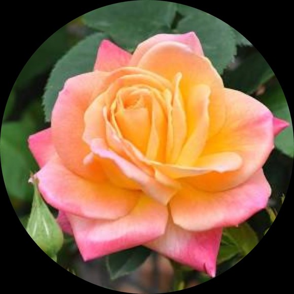 Monika Wilkinson - Poshmark Profile Picture of Monika Wilkinson (@mekwilk) on Poshmark