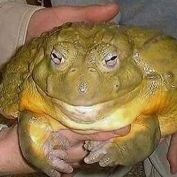 Profile Picture of Bryan Fuentes (@nepgear31) on Poshmark